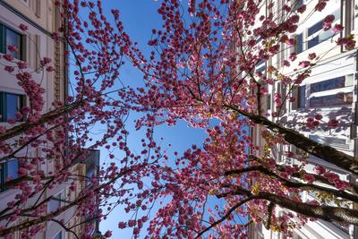 Fruehling (Fr?hling) in Bonn-stock-foto