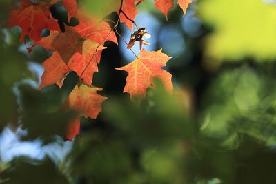 Maple leaves in the Royal Botanical Gardens of Canada PUBLICATIONxNOTxINxCHN 804607911890255872-stock-foto