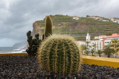 Cactus closeup detail on a house in Madeira Cactus closeup detail on a house in Madeira Copyright: xZoonar.com/LuisxMigu-stock-photo