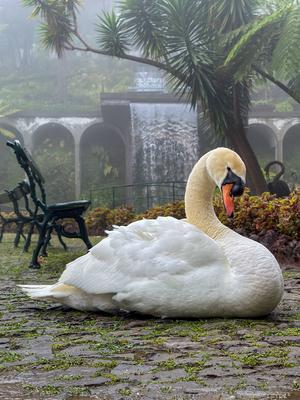 Schwan Schwan im Tropischen Garten Monte Palace in Funchal auf Madeira. Swan on a misty day in the Monte Palace Tropical-stock-photo