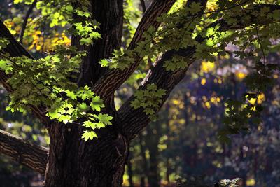 Maple leaves in the Royal Botanical Gardens of Canada PUBLICATIONxNOTxINxCHN 804607911890649119-stock-foto
