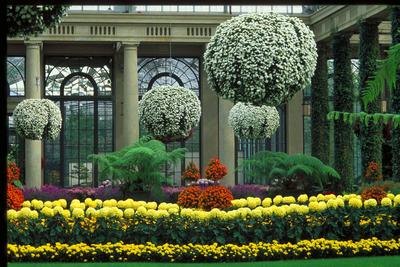 RECORD DATE NOT STATED Brandywine Valley Scenic Byway - Longwood Gardens Conservatory. Thousands of colorful chrysanthem-stock-foto