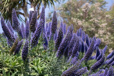 Pride-of-Madeira, Echium candicans, flowering near Padstow in Cornwall Pride-of-Madeira, Echium candicans, flowering nea-stock-foto