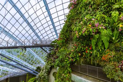 Cloud Forest Dome at Gardens by the Bay in Singapore Cloud Forest Dome at Gardens by the Bay in Singapore - nature backg-stock-foto