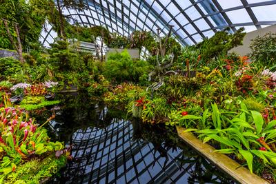 Cloud Forest Dome at Gardens by the Bay in Singapore Cloud Forest Dome at Gardens by the Bay in Singapore - nature backg-stock-foto