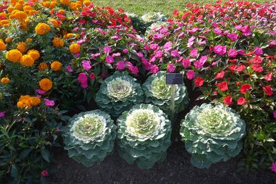 Botanischer Garten von Montreal (Kanada). Im Vordergrund Zierkohl (Chou Ornamental). *** Botanical Garden of Montreal C-stock-photo