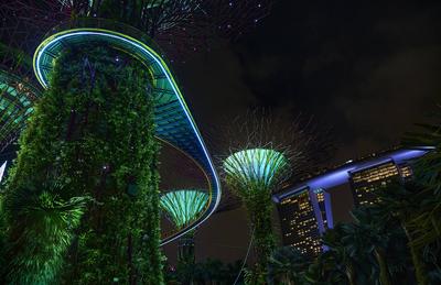 Skyway, der den Supertree Grove in den Gardens by the Bay, Singapur, bei Nacht verbindet-stock-foto
