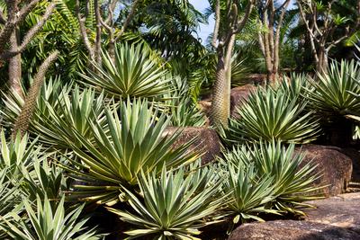 Cactus pavilion in Nong Nooch Tropical Botanical Garden, Pattaya, Thailand. Cactus pavilion in Nong Nooch Tropical Botan-stock-foto