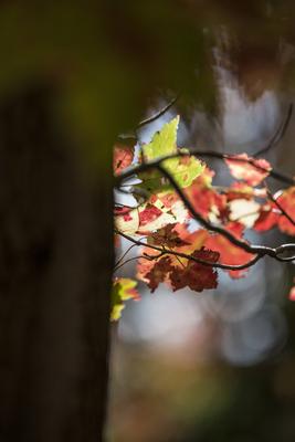 Maple leaves in the Royal Botanical Gardens of Canada PUBLICATIONxNOTxINxCHN 804968697737642034-stock-photo