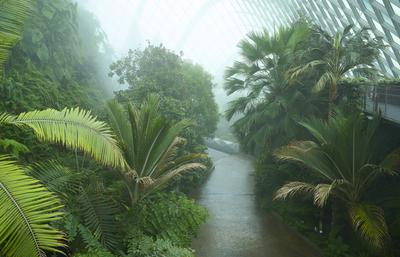 ?ppiges Gr?n im Nebelwald der Gardens by the Bay, Singapur-stock-foto