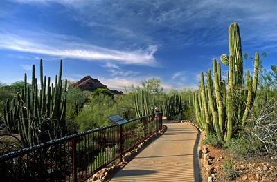 The DESERT BOTANICAL GARDEN in PHOENIX ARIZONA has the largest collection of desert plants in the US-stock-foto