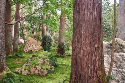 The traditional Japanese moss park with cypress trees. Kyoto. Japan An forest scene with the rocks and cypress and maple-stock-foto