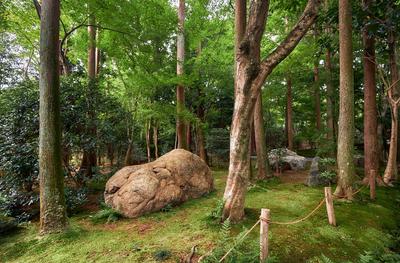 The traditional Japanese moss park with cypress and maple trees. Kyoto. Japan An forest scene with the rocks and cypress-stock-foto