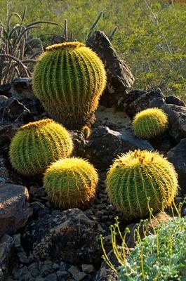 BARREL CACTUS at the DESERT BOTANICAL GARDEN in PHOENIX with the largest collection of desert plant-stock-foto