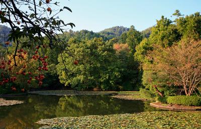 The branch of Japanese persimmon over the Kyoyochi Pond at Ryoan-ji temple garden. Kyoto. Japan The view of Japanese per-stock-foto