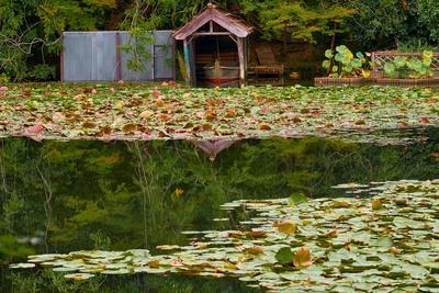Kyoyochi Pond ? the water garden of the Ryoan-ji temple. Kyoto.Japan The water garden of Ryoan-ji temple ? the Kyoyochi-stock-foto
