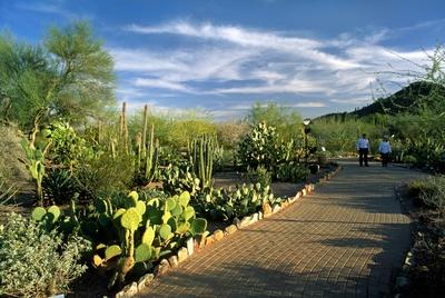 The DESERT BOTANICAL GARDEN in PHOENIX ARIZONA has the largest collection of desert plants in the US-stock-foto