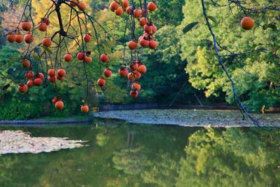 The branch of Japanese persimmon over the Kyoyochi Pond at Ryoan-ji temple garden. Kyoto. Japan The view of Japanese per-stock-foto