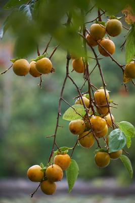 Japanese persimmon (Diospyros kaki ). Japan The branch of Japanese persimmon (Diospyros kaki ) on the blur background of-stock-foto