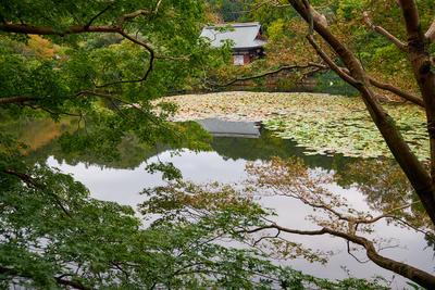 Kyoyochi Pond ? the water garden of the Ryoan-ji temple. Kyoto. Japan Kyoyochi Pond overgrown with water lilies and lotu-stock-foto