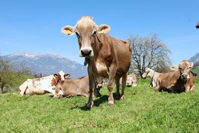 08.04.2025 Kerns Schweiz Landwirtschaft. Bild : Braunvieh Kuehe auf einer Weide.Zentralschweiz. *** 08 04 2025 Kerns Swi-stock-foto
