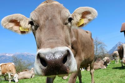 08.04.2025 Schweiz Landwirtschaft. Bild Kuh Portrait. *** 08 04 2025 Switzerland Agriculture Picture Cow Portrait PUBLIC-stock-foto