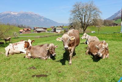 08.04.2025 Kerns Schweiz Landwirtschaft. Bild : Braunvieh Kuehe auf einer Weide.Zentralschweiz. *** 08 04 2025 Kerns Swi-stock-foto
