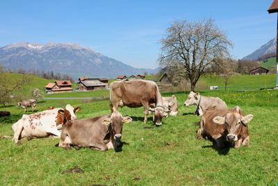 08.04.2025 Kerns Schweiz Landwirtschaft. Bild : Braunvieh Kuehe auf einer Weide.Zentralschweiz. *** 08 04 2025 Kerns Swi-stock-foto