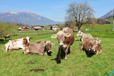 08.04.2025 Kerns Schweiz Landwirtschaft. Bild : Braunvieh Kuehe auf einer Weide.Zentralschweiz. *** 08 04 2025 Kerns Swi-stock-foto