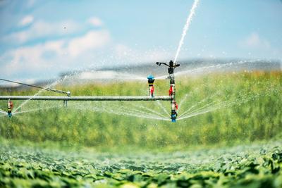 Landwirtschaft Durch die Trockenheit m?ssen die landwirtschaftlichen Felder bew?ssert werden. Hier ein Feld mit Krautk?p-stock-foto