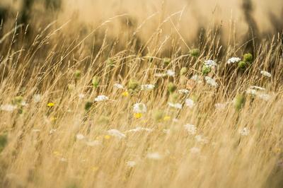 Trockenes Gras auf einer Wiese. Rottweil Baden-W?rttemberg Deutschland *** Dry grass on a meadow Rottweil Baden W?rttemb-stock-foto