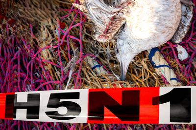 Germany - 02 July 2024: Dead or contaminated bird in a net in front of a barrier tape of the health authority, or diseas-stock-foto