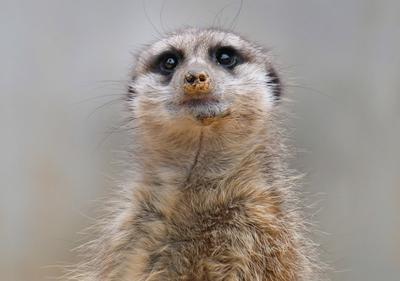 Erdmaennchen im Zoo-stock-photo