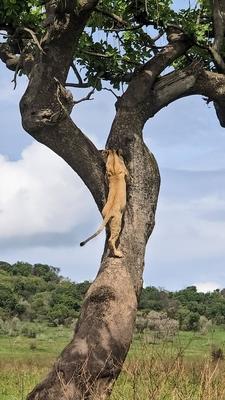 L?win, die in der afrikanischen Savanne auf einen Baum klettert und sich w?hrend eines aufregenden Safari-Abenteuers in-stock-photo