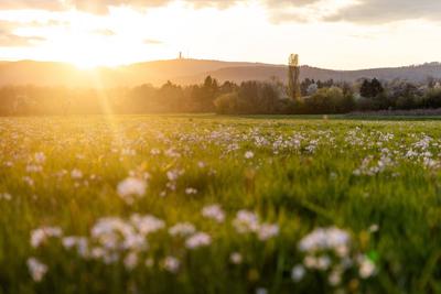 Abendstimmung im Taunus-stock-foto