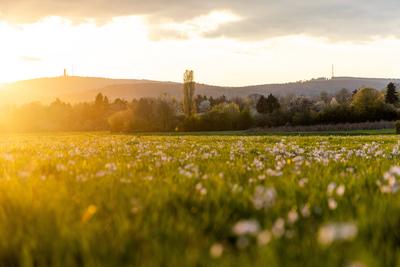 Abendstimmung im Taunus-stock-foto
