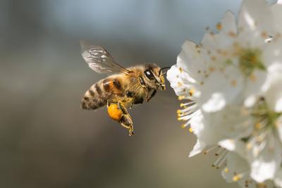 Eine Biene fliegt bei Sonnenschein zu Bl?ten eines Strauchs. Rottweil Baden-W?rttemberg Deutschland *** A bee flies to t-stock-foto