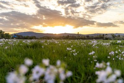 Abendstimmung im Taunus-stock-foto