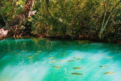 March 21, 2024, Brazil. Rio Formoso, in the city of Bonito, in Mato Grosso do Sul. Bonito is one of the main ecotourism-stock-foto