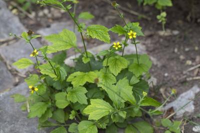 Echte Nelkenwurz, Stadt-Nelkenwurz, Stadtnelkenwurz (Geum urbanum), waechst in Pflasterfuge, Deutschland common avens, w-stock-foto