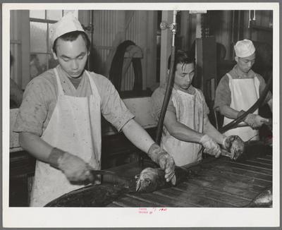 Gutting tuna at the Columbia River Packing Association. Astoria, Oregon 1941. still image. Photographs. The Miriam and I-stock-foto