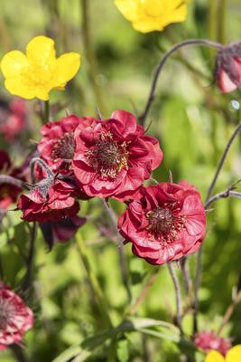 Bachnelkenwurz, Bach-Nelkenwurz, Nelkenwurz, Flames of Passion (Geum rivale Flames of Passion , Geum rivale Flames of Pa-stock-photo