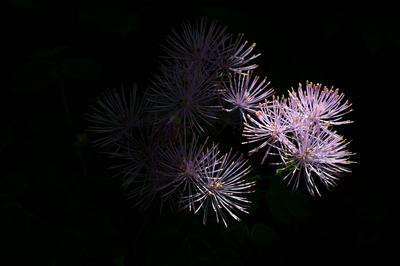 Detail der Blüte von Thalictrum aquilegiifolium auf schwarzem Hintergrund *** Detail the Flower from Thalictrum aquilegi-stock-photo