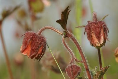 Bachnelkenwurz, Bach-Nelkenwurz (Geum rivale), Blueten, Deutschland purple avens, water avens (Geum rivale), blooming, G-stock-foto