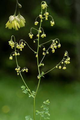Kleine Wiesenraute (Thalictrum minus), Bluetenstand mit Vergoesserung von zwei Blueten, Composing, Italien, Suedtirol, D-stock-photo