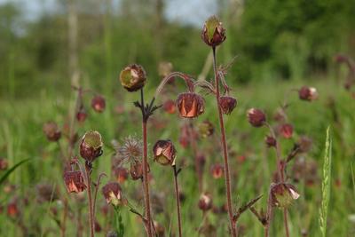 Bachnelkenwurz, Bach-Nelkenwurz (Geum rivale), bluehend, Deutschland purple avens, water avens (Geum rivale), blooming,-stock-foto