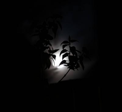 Bl?tter und Zweige vor dem vollen Mond *** Sheets and Branches before the full Moon 1047101160-stock-foto