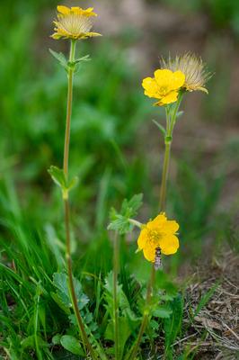 Berg-Nelkenwurz, Bergnelkenwurz, Gebirgs-Nelkenwurz, Gebirgsnelkenwurz, Alpen-Petersbart, Alpenpetersbart (Geum montanum-stock-foto