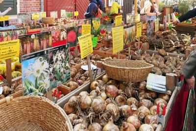 12.04.2025, Potsdam/Brandenburg/Deutschland. Tulpenfest im Holl?ndischen Viertel, Stand mit Blumenzwiebeln. *** 12 04 20-stock-foto