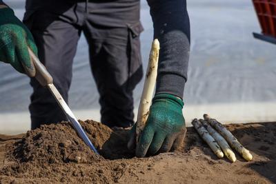 Themenfoto: Spargelsaison beginnt, Nordrhein-Westfalen, Deutschland, Europa-stock-foto